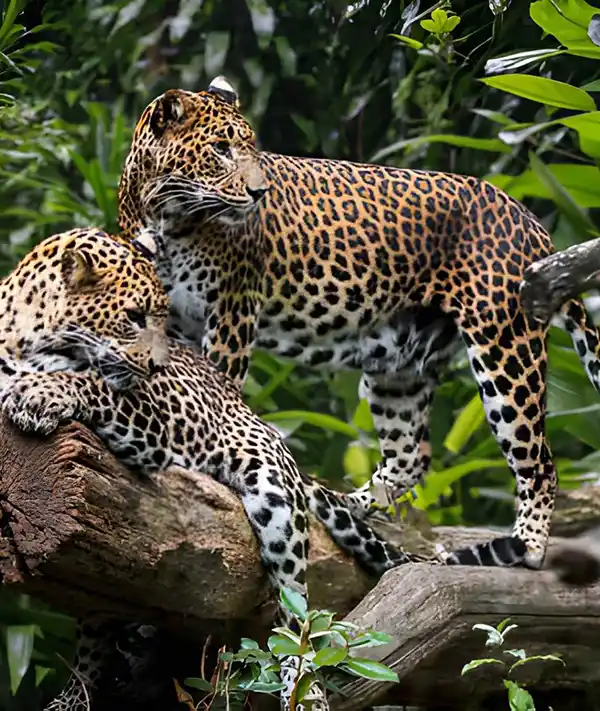 Wild Sri Lankan leopard resting in Yala National Park