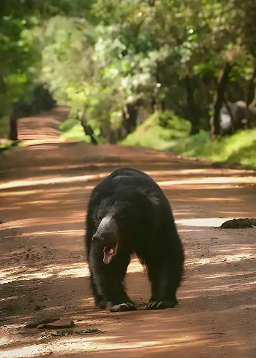 Sloth bear and mugger crocodiles around waterholes